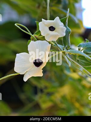 Black-eyed Susan vine (Thunbergia alata).  photo Bo Arrhed Stock Photo