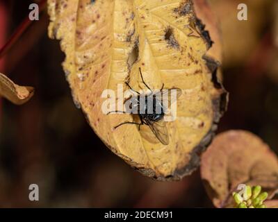 A close up of a blowfly resting on an autumn leaf showing the detail of its compound eyes Stock Photo