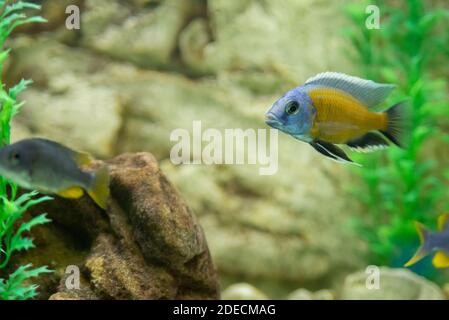 Copadichromis borleyi Kadango. Kadango Red Fin, Haplochromis borleyi redfin, Haplochromis goldfin. Stock Photo