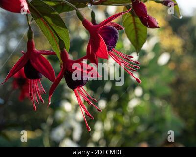 A close up of the red and maroon flowers of the climbing fuchsia Lady Boothby Stock Photo