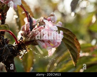 A close up of the pale pink flowers of Viburnum x bodnantense 'Dawn covered in sunlit dewdrops. Stock Photo