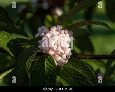 A close up of the pale pink flowers of Viburnum x bodnantense 'Dawn covered in sunlit dewdrops. Stock Photo