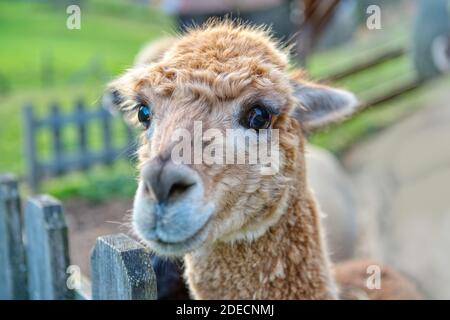 Close up of furry Alpaca face Stock Photo