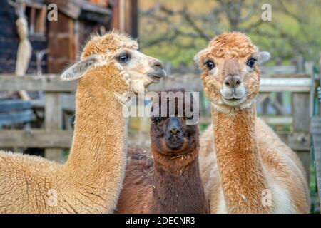 Group of fluffy alpacas on a farm Stock Photo