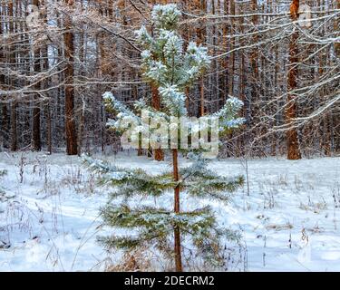 Winter landscape, a small fluffy spruce grows in the forest. The photo is taken in the Chelyabinsk city forest. Stock Photo