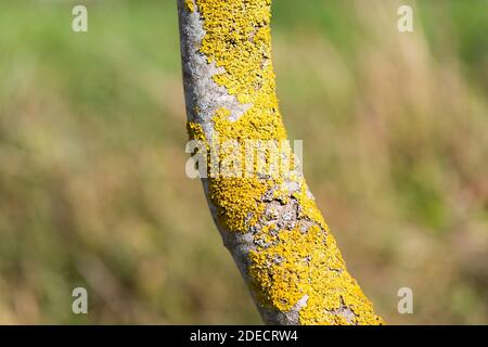 Close up of a branch with Xanthoria parietina. A yellow colored lichen which is better known as common orange lichen or yellow scale. Stock Photo