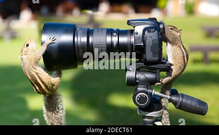 Palm squirrels staged a photo shoot. Animals and humor Stock Photo - Alamy