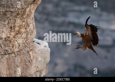 Griffon vulture in flight / landing Stock Photo