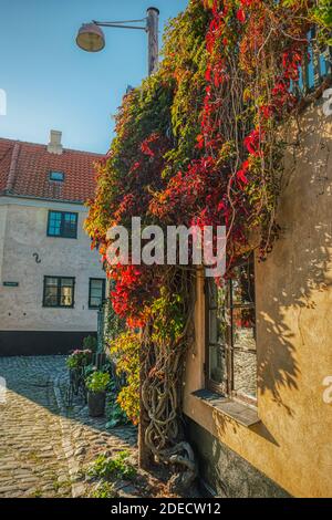 Danish autumnal colors of a climbing plant on a lamppost. Cobbled street or alley in a rural village with a colorful creeper ivy on a wall with window Stock Photo