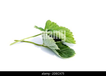 strawberry leaf isolated on white background Stock Photo