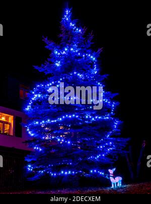 Christmas tree illuminated with blue LEDs in the garden Stock Photo