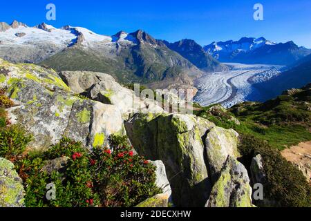 geography / travel, Switzerland, Wannenhoerner and Aletsch glacier with alpine rose, Valai, Additional-Rights-Clearance-Info-Not-Available Stock Photo