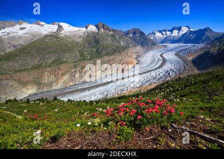 geography / travel, Switzerland, Wannenhoerner and Aletsch glacier with alpine rose, Valai, Additional-Rights-Clearance-Info-Not-Available Stock Photo