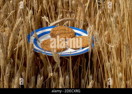 McVitie’s Original Hobnob oat and wholemeal biscuits or cookies ready for a hungry master thatcher’s “elevenses” (mid-morning tea or coffee break) on a blue and white striped Cornishware side plate.  The plate rests on sheaves of fresh wheat straw due to replace the 30-year-old rotting and moss-covered combed wheat reed roof of a 17th century ironstone cottage at Chipping Warden, an historic village between Banbury and Daventry in Northamptonshire, England, UK. Stock Photo