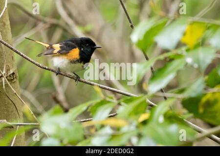 American Redstart (Setophaga ruticilla) perched on a branch, Long Island New York Stock Photo