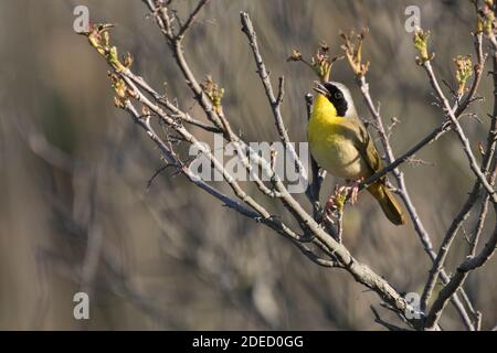 Common Yellowthroat (Geothlypis trichas) perched on a plant, Long Island New York Stock Photo