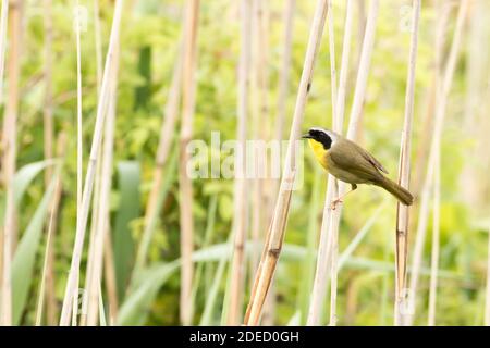 Common Yellowthroat (Geothlypis trichas) perched in phragmites, Long Island New York Stock Photo