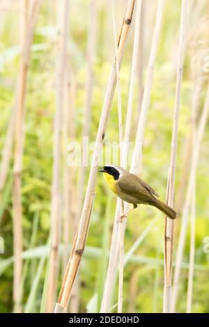 Common Yellowthroat (Geothlypis trichas) perched in phragmites, Long Island New York Stock Photo