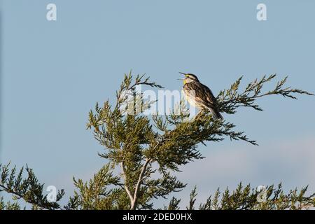 Eastern Meadowlark (Sturnella magna) perched in a tree, Long Island New York Stock Photo