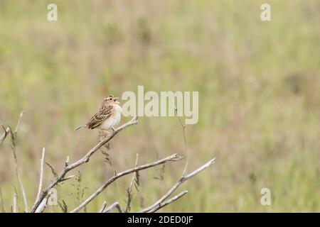 Grasshopper Sparrow (Ammodramus savannarum) singing on a branch, Long Island, New York Stock Photo