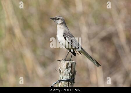 Northern Mockingbird (Mimus polyglottos) perched on a wooden post, Long Island, New York Stock Photo