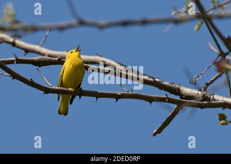 Yellow Warbler (Setophaga petechia) singing on a branch, Long Island, New York Stock Photo