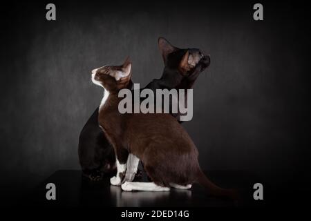 Two oriental breed cats of black and brown color are sitting close together against black background. Pets portrait Stock Photo