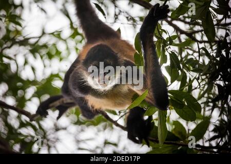 Panama wildlife with Azuero Spider Monkey, Ateles geoffroyi azuerensis, inside the rainforest of Cerro Hoya national park, Veraguas province, Panama. Stock Photo