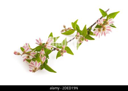 Deutzia scabra flowers isolated on white background Stock Photo