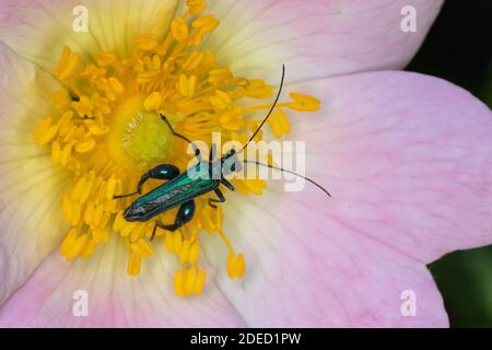 false oil beetle, thick-legged flower beetle, swollen-thighed beetle (Oedemera nobilis), male, bloom attendance on a pink blossom, dorsal view, Stock Photo