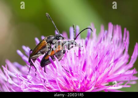 Black and red Longhorn Flower Beetle, Black-striped longhorn beetle (Stenurella melanura, Strangalia melanura), mating on a blossom, side view, Stock Photo