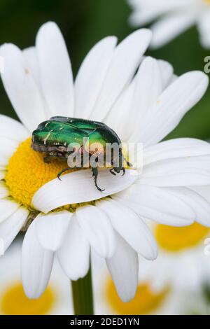 rose chafer (Cetonia aurata), blossom attendance on marguerite, Germany Stock Photo