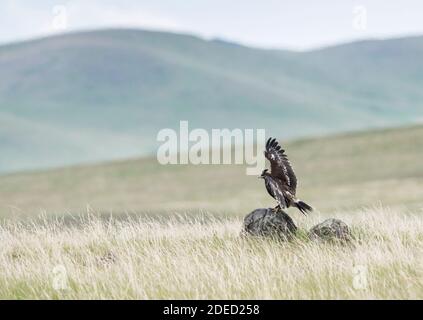 greater spotted eagle (Aquila clanga, Clanga clanga), second year greater spotted eagle landing on a boulder in the steppe at Lake Baikal, Russia Stock Photo