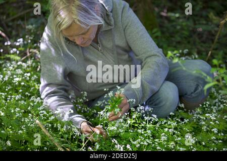 sweet woodruff (Galium odoratum), woman harvesting sweeit woodruff with a scissors, Germany Stock Photo