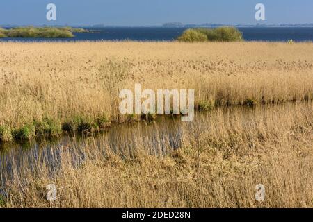 reed grass, common reed (Phragmites communis, Phragmites australis), reed belt at Duemmer Lake, Germany, Lower Saxony, Duemmer See Stock Photo