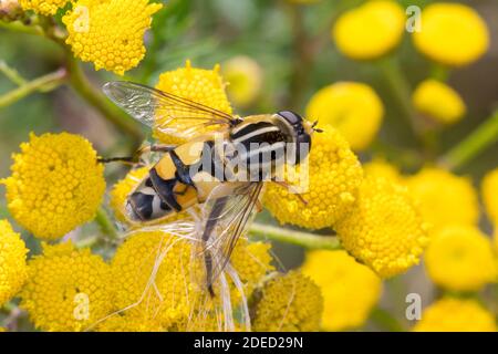 Large tiger hoverfly (Helophilus trivittatus), female at bloom attendance on common tansy, Germany Stock Photo