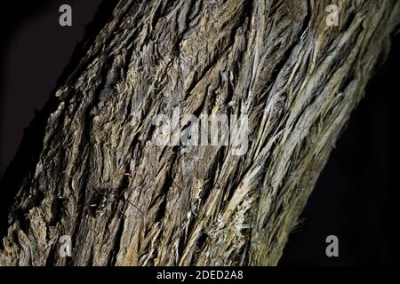 city longhorn beetle (Aeolesthes sarta), sitting at the bark of an old tree, dorsal view, Tajikistan Stock Photo