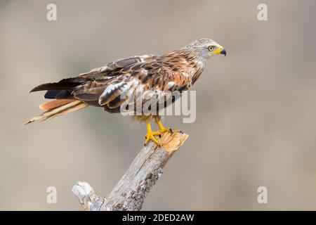 red kite (Milvus milvus), side view of a bird perched on a dead tree, Italy, Basilicata Stock Photo