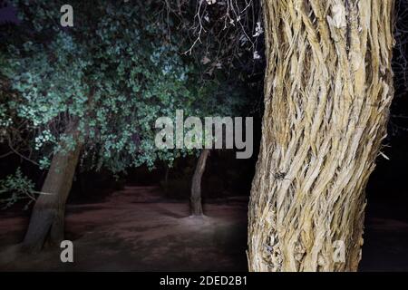 city longhorn beetle (Aeolesthes sarta), sitting at the bark of an old tree, dorsal view, Tajikistan Stock Photo