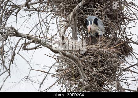 grey heron (Ardea cinerea), perching in the nest, turning the eggs, France Stock Photo