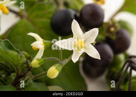 Black nightshade plant isolated on white background Stock Photo