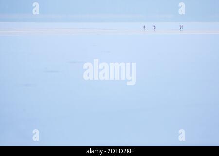 grey heron (Ardea cinerea), grey herons standing on ice, Germany Stock Photo