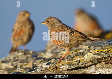 Alpine accentor (Prunella collaris, Prunella collaris collaris), young bird perching on a rock, parents in background, Switzerland Stock Photo