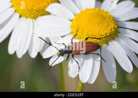 Blood red longhorn beetle, Blood-red longhorn beetle (Anastrangalia sanguinolenta, Leptura sanguinolenta), female at bloom attendance on a dog daisy,