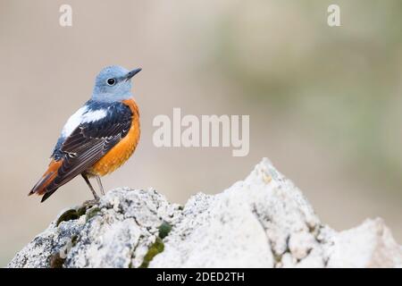 Mountain rock thrush, Rufous-tailed Rock Thrush, rock thrush, common rock thrush (Monticola saxatilis), male perching on a boulder, side view, Stock Photo