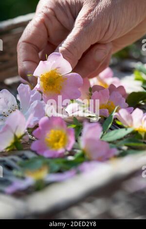 dog rose (Rosa canina), rose flowers are dried on a tablet, Germany Stock Photo