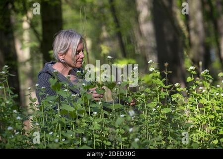 Garlic mustard, Hedge Garlic, Jack-by-the-Hedge (Alliaria petiolata), woman harvesting garlic mustard in a forest, Germany Stock Photo