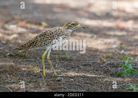 Cape dikkop, Spotted thick-knee (Burhinus capensis), side view of an adult standing on the ground, Oman, Dhofar Stock Photo