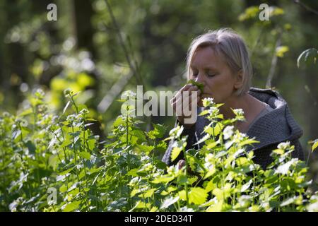 Garlic mustard, Hedge Garlic, Jack-by-the-Hedge (Alliaria petiolata), woman harvesting garlic mustard in a forest, smelling at the leaves, Germany Stock Photo