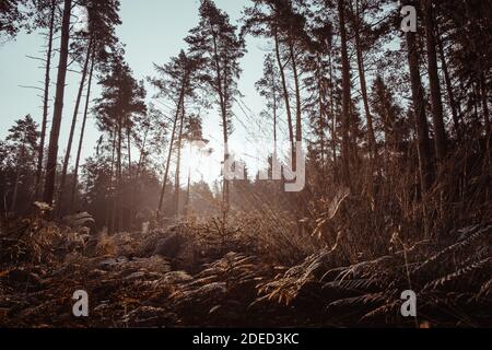 morning light in the forest Stock Photo